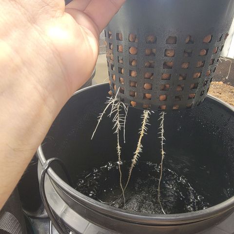 Frozen Black Cherry #1 growlog timeline photo