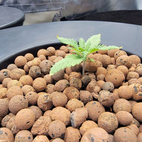 Frozen Black Cherry #1 growlog timeline photo