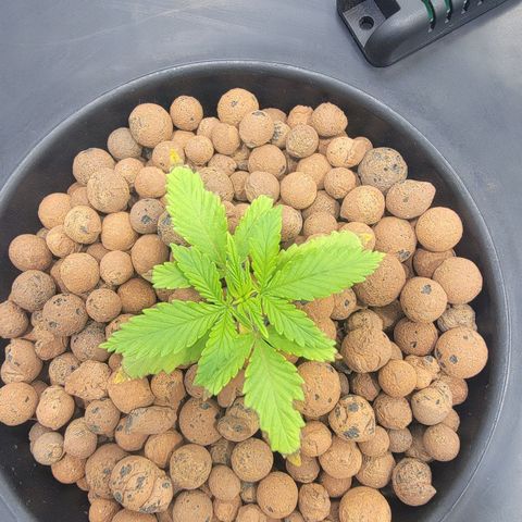 Frozen Black Cherry #1 growlog timeline photo