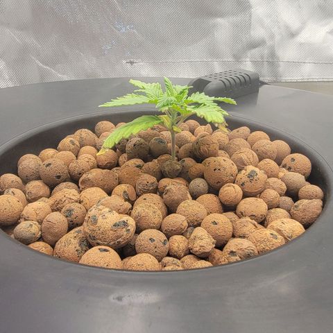 Frozen Black Cherry #1 growlog timeline photo
