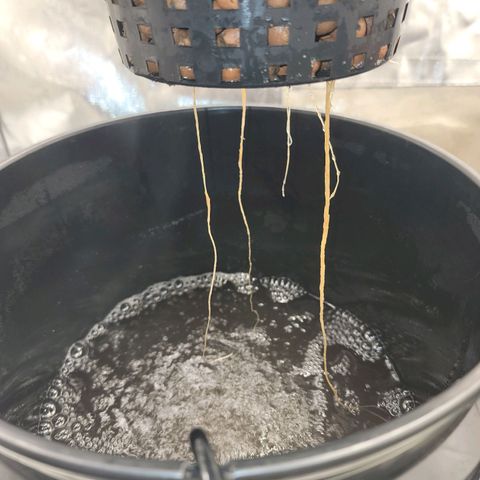 Frozen Black Cherry #1 growlog timeline photo