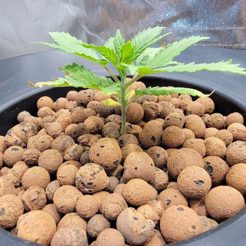 Frozen Black Cherry #1 growlog timeline photo