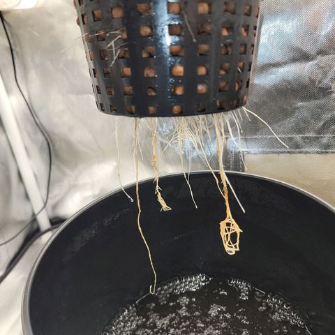 Frozen Black Cherry #1 growlog timeline photo