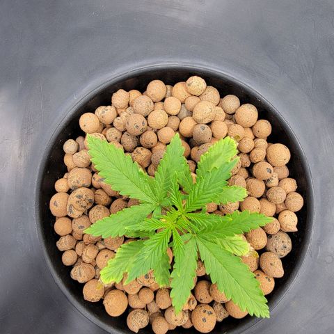 Frozen Black Cherry #1 growlog timeline photo