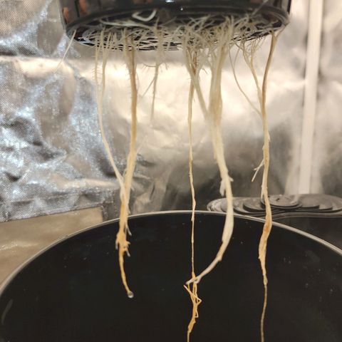 Frozen Black Cherry #1 growlog timeline photo