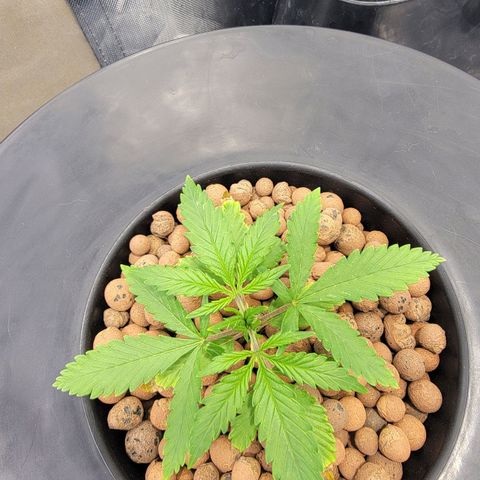 Frozen Black Cherry #1 growlog timeline photo