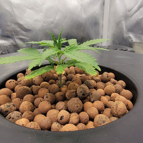 Frozen Black Cherry #1 growlog timeline photo