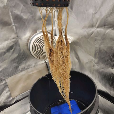 Frozen Black Cherry #1 growlog photo: Topped about a week ago 