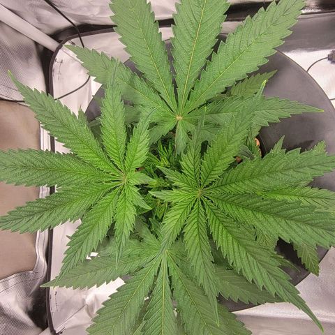 Frozen Black Cherry #1 growlog photo: Topped about a week ago 