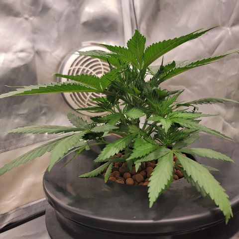 Frozen Black Cherry #1 growlog photo: Topped about a week ago 
