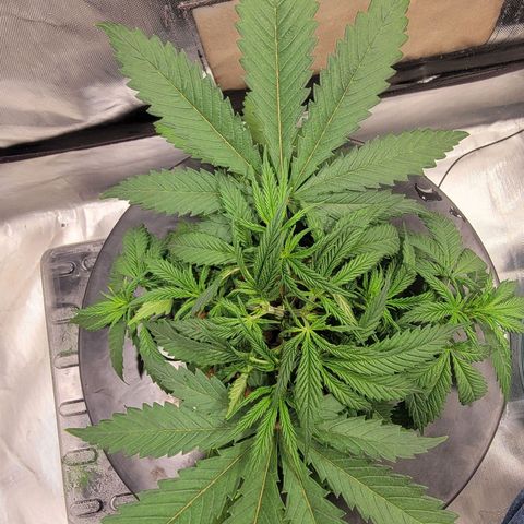 Frozen Black Cherry #1 growlog photo: Still stressed out from second topping.
