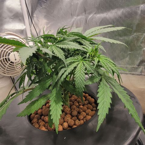 Frozen Black Cherry #1 growlog photo: Still stressed out from second topping.