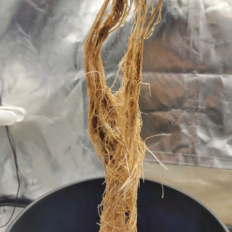 Frozen Black Cherry #1 growlog photo: Still stressed out from second topping.