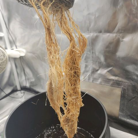 Frozen Black Cherry #1 growlog timeline photo