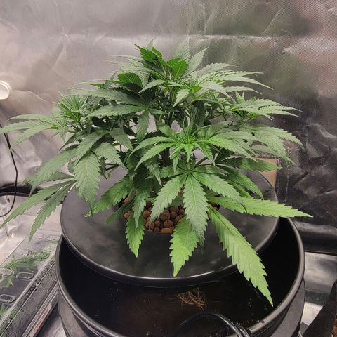 Frozen Black Cherry #1 growlog timeline photo
