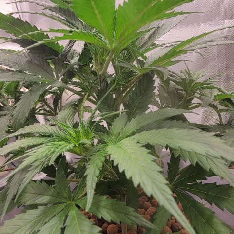 Frozen Black Cherry #1 growlog timeline photo