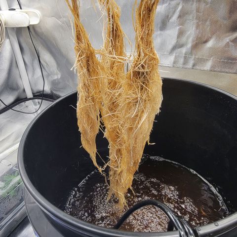 Frozen Black Cherry #1 growlog timeline photo