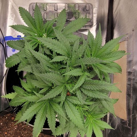 Frozen Black Cherry #1 growlog timeline photo