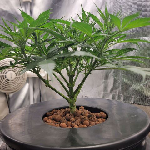 Frozen Black Cherry #1 growlog photo: Double top