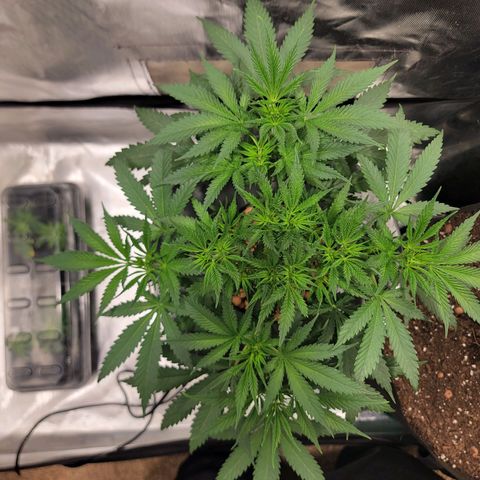 Frozen Black Cherry #1 growlog photo: Double top