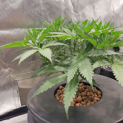 Frozen Black Cherry #1 growlog photo: Double top