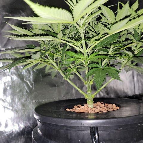 Frozen Black Cherry #1 growlog timeline photo