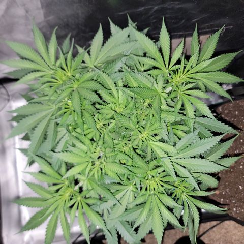 Frozen Black Cherry #1 growlog timeline photo