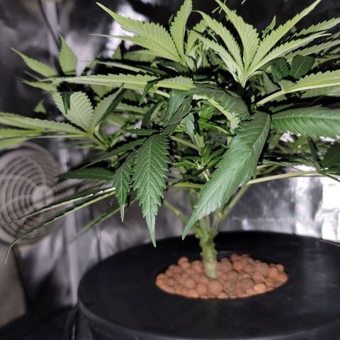 Frozen Black Cherry #1 growlog timeline photo