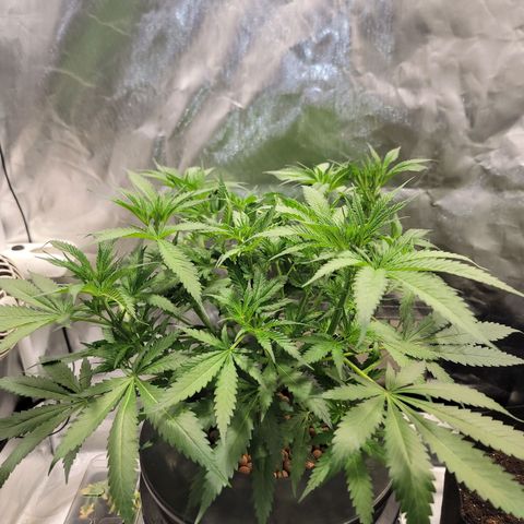 Frozen Black Cherry #1 growlog timeline photo