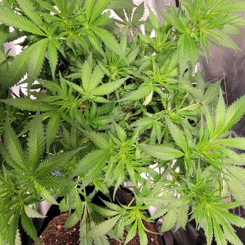 Frozen Black Cherry #1 growlog timeline photo