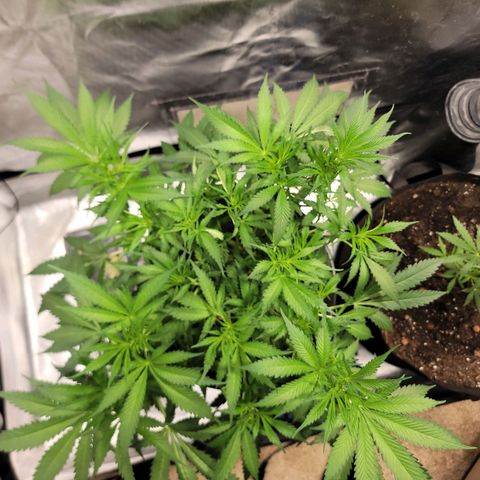 Frozen Black Cherry #1 growlog timeline photo