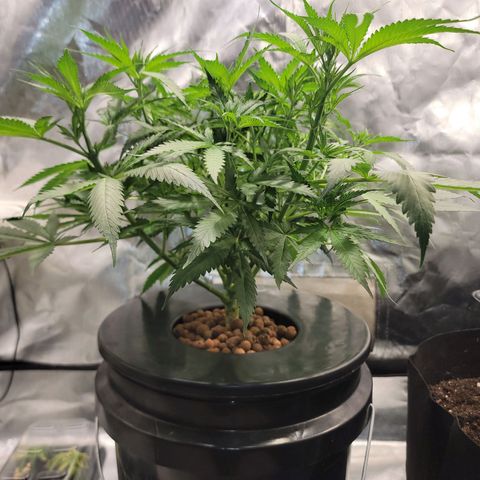 Frozen Black Cherry #1 growlog timeline photo