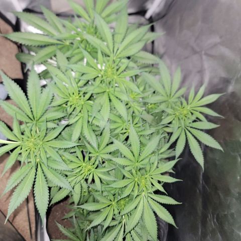 Frozen Black Cherry #1 growlog timeline photo