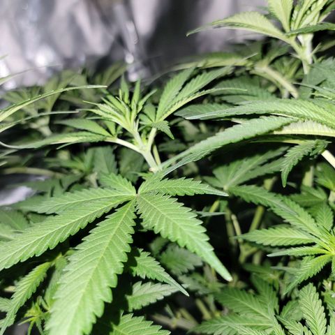 Frozen Black Cherry #1 growlog timeline photo