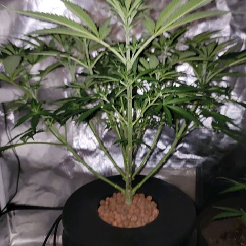 Frozen Black Cherry #1 growlog timeline photo