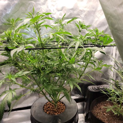 Frozen Black Cherry #1 growlog timeline photo