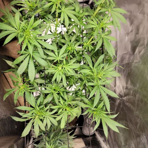 Frozen Black Cherry #1 growlog timeline photo