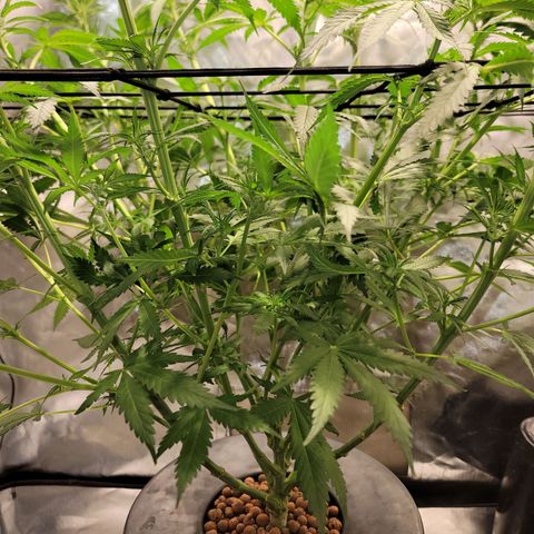 Frozen Black Cherry #1 growlog timeline photo