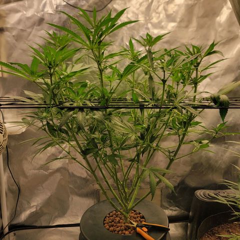 Frozen Black Cherry #1 growlog timeline photo