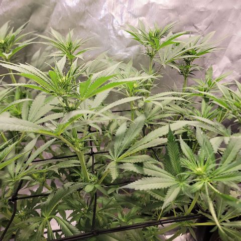 Frozen Black Cherry #1 growlog timeline photo
