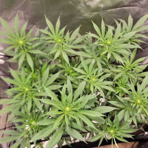 Frozen Black Cherry #1 growlog timeline photo