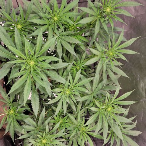 Frozen Black Cherry #1 growlog timeline photo