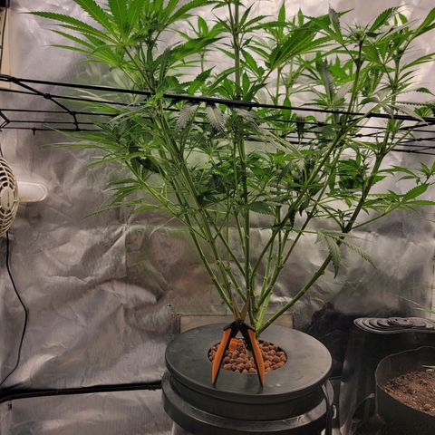 Frozen Black Cherry #1 growlog timeline photo