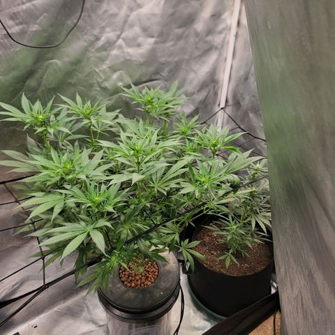 Frozen Black Cherry #1 growlog timeline photo