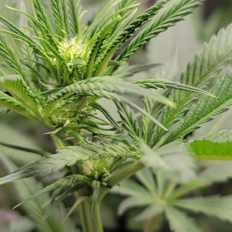 Frozen Black Cherry #1 growlog timeline photo