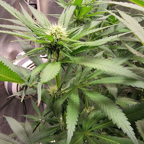 Frozen Black Cherry #1 growlog timeline photo