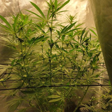 Frozen Black Cherry #1 growlog timeline photo