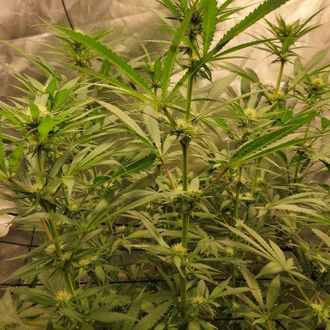 Frozen Black Cherry #1 growlog timeline photo