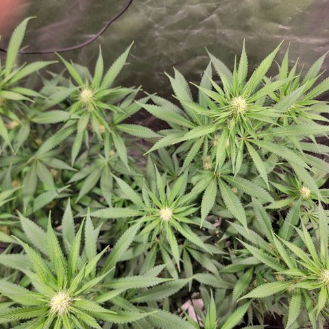 Frozen Black Cherry #1 growlog timeline photo