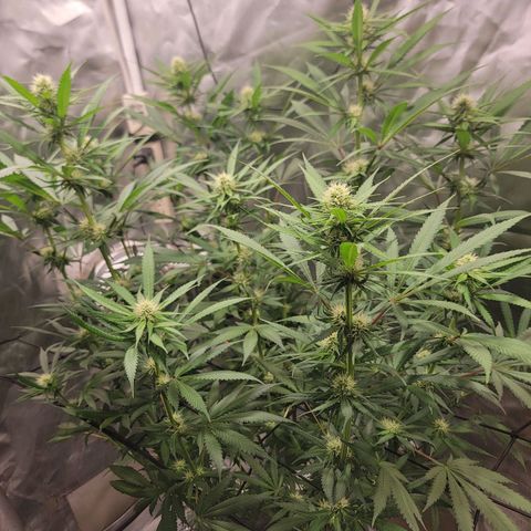 Frozen Black Cherry #1 growlog timeline photo